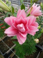 [4547 VH23 No02.JPG]